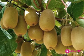 猕猴桃的作用与功效与禁忌