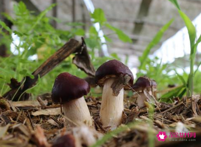 赤松茸不能与什么一起吃