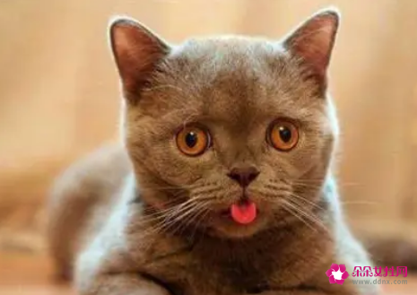 梦见舌头有什么征兆