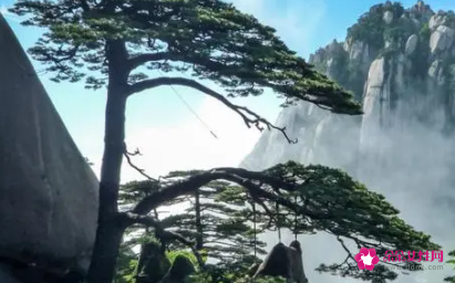 梦见松树高耸入云有什么征兆