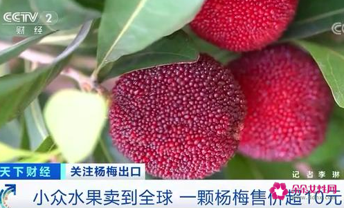 杨梅成国外高端水果，在欧洲一颗卖10元