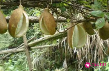 八月札的功效与作用是什么