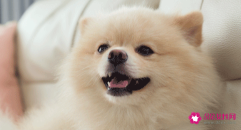 父母与孩子的最佳属相