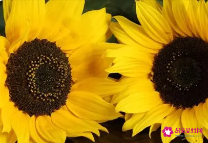 两朵向日葵代表什么意思