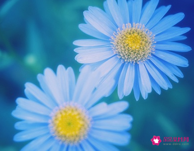 送给女朋友花束留言