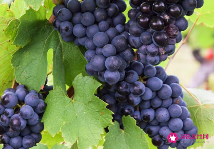 葡萄的功效与作用禁忌