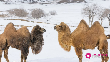 骆驼的特点和本领和作用