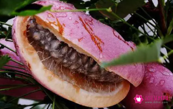 八月札的功效与作用是什么