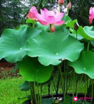 盆栽荷花的种植方法