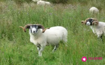 梦见羊被偷是什么意思