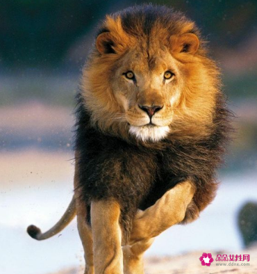 梦见狮子的含义