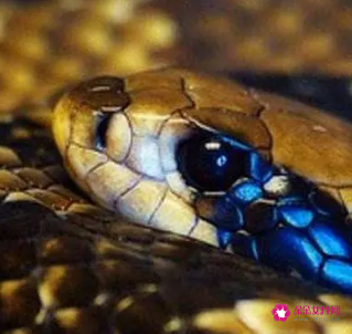 女人清晨梦到蛇是什么意思