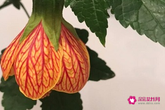 双鱼座女生适合养什么花