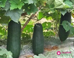 怀孕梦见冬瓜是什么意思