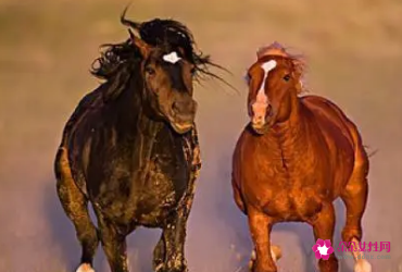 1990年32岁属马的是什么命啊