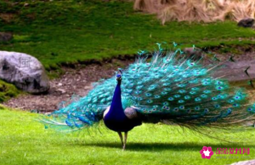 孔雀开屏时会怎么样