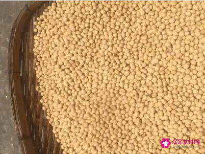 女人吃黄豆的好处黄豆的营养价值