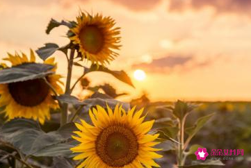 祝愿未来美好的句子