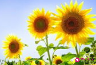 两朵向日葵代表什么意思