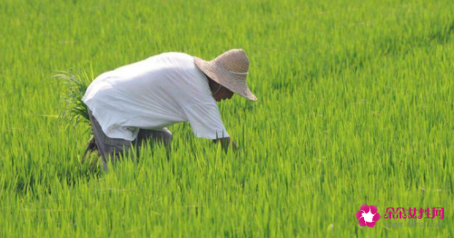 梦见除草是什么预兆