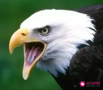 神情的词语有哪些