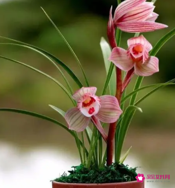 兰花开花前的征兆