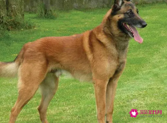 比利时牧羊犬如何训练