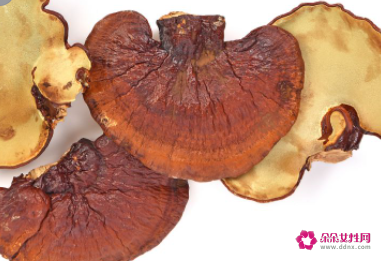 灵芝的正确吃法