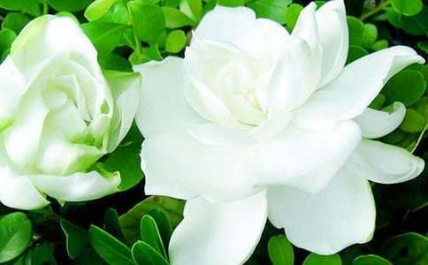 栀子花有什么颜色