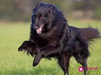 比利时牧羊犬如何训练