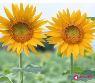 两朵向日葵代表什么意思