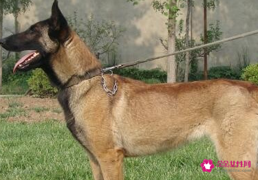 比利时牧羊犬如何训练