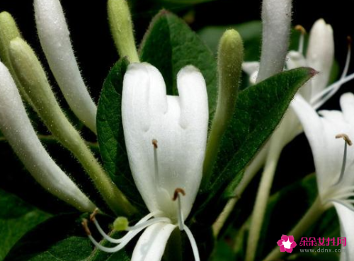 喝金银花水禁忌