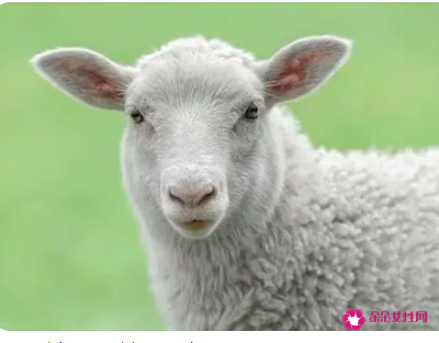 梦见羊被偷是什么意思