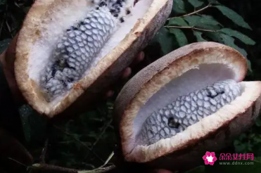 八月札的功效与作用是什么