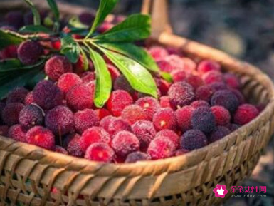 哺乳期能吃杨梅吗