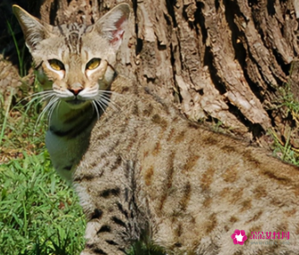 战斗力最强的猫