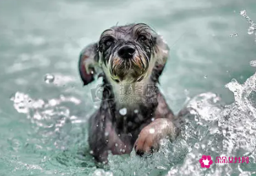 梦见狗掉到水里是什么意思