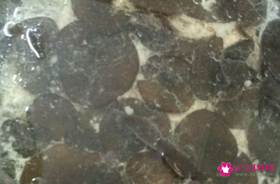 金钱草煲汤大全