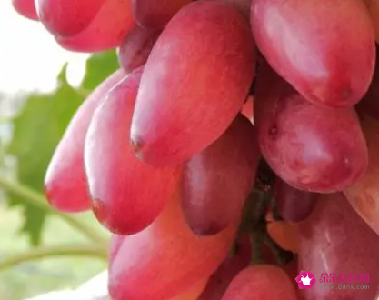 红色葡萄的营养价值及功效与作用