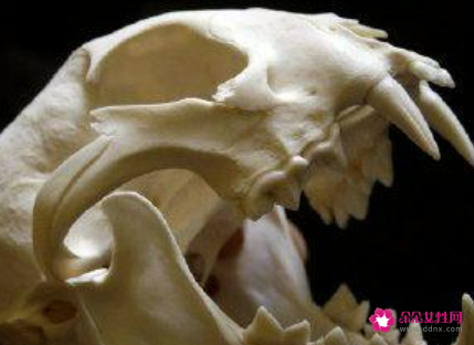 屋里不能挂什么东西