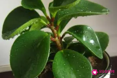 绿元宝的养殖方法和注意事项