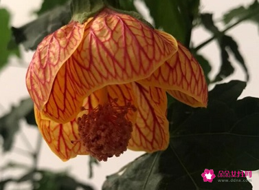 双鱼座女生适合养什么花