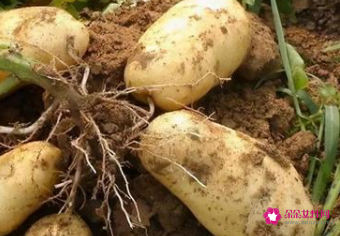 冬天蔬菜大量储存方法