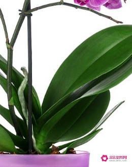 羊肖养什么花旺财