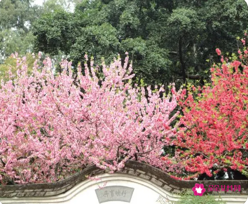梦见一片桃花树正正盛开