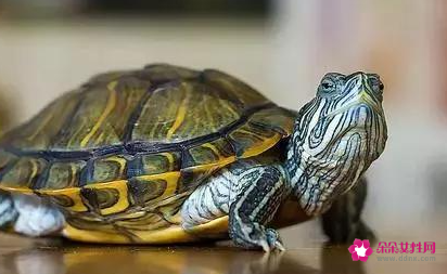 除了狗猫还有什么宠物可以养