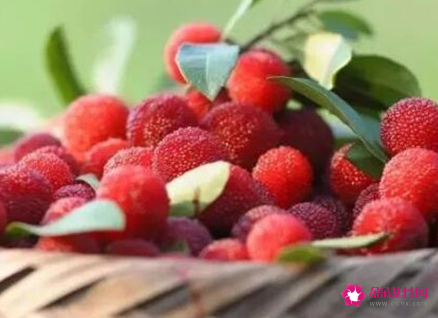 哺乳期能吃杨梅吗