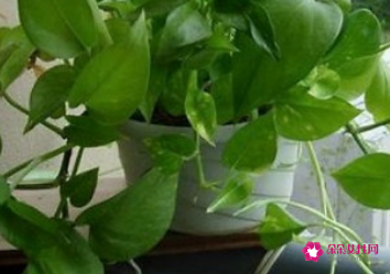 绿萝不能放房间吗
