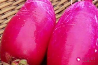 冬天蔬菜大量储存方法